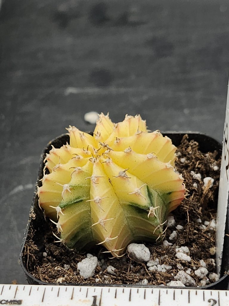 Gymnocalycium Mihanovichii Variegated Cactus Super Bright Lemon Yellow #8282 in 2" Pot - Image 2