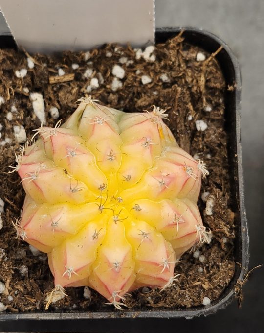 Gymnocalycium Mihanovichii Variegated Cactus Yellow, Pink Jelly Like Cactus #8283 in 2" Pot