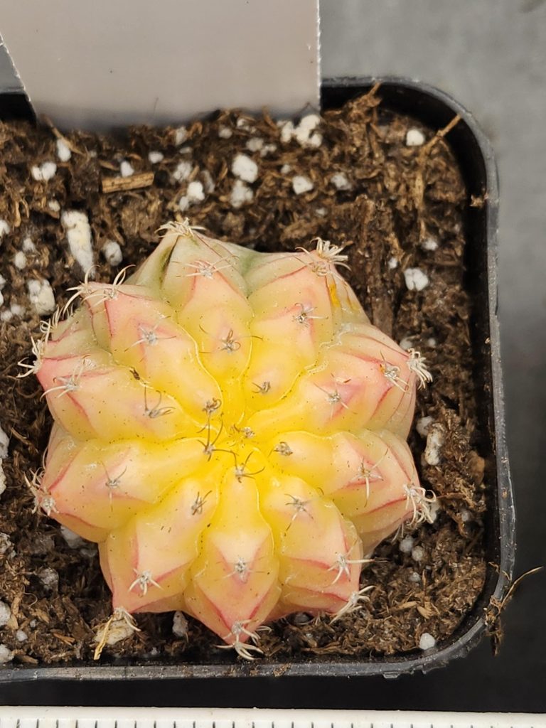 Gymnocalycium Mihanovichii Variegated Cactus Yellow, Pink Jelly Like Cactus #8283 in 2" Pot