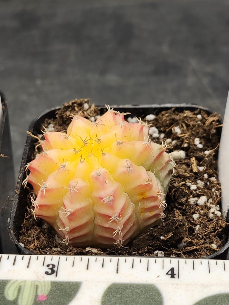 Gymnocalycium Mihanovichii Variegated Cactus Yellow, Pink Jelly Like Cactus #8283 in 2" Pot - Image 2