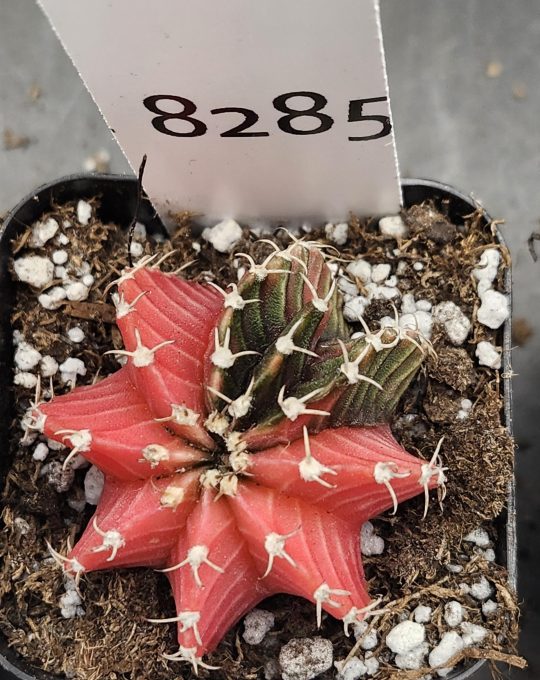 Gymnocalycium Mihanovichii Variegated Cactus Subtle Pink And Purple With New Rib Growth #8285 in 2" Pot