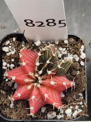 Gymnocalycium Mihanovichii Variegated Cactus Subtle Pink And Purple With New Rib Growth #8285 in 2" Pot