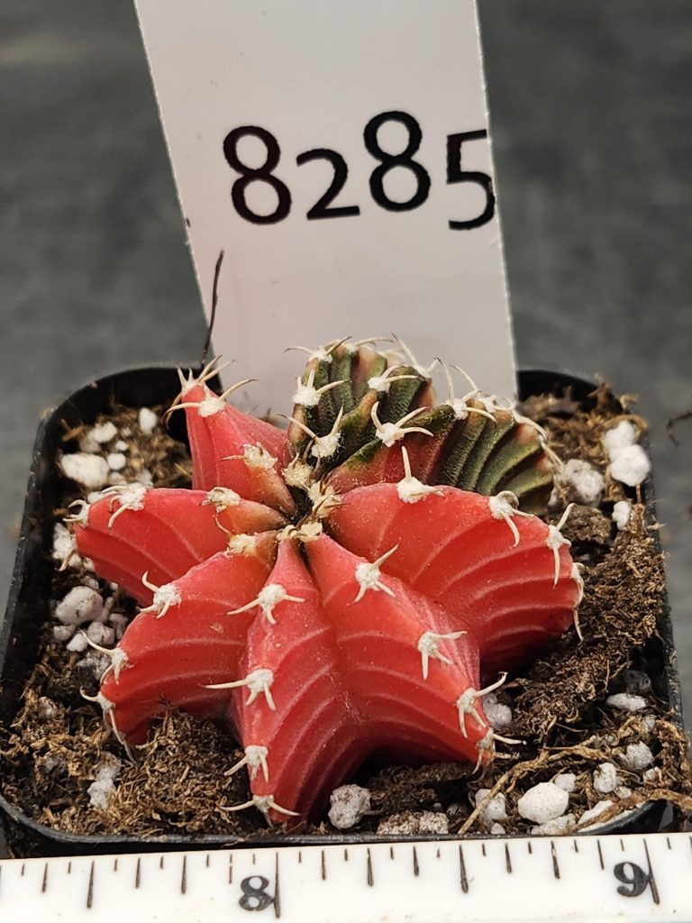 Gymnocalycium Mihanovichii Variegated Cactus Subtle Pink And Purple With New Rib Growth #8285 in 2" Pot - Image 3