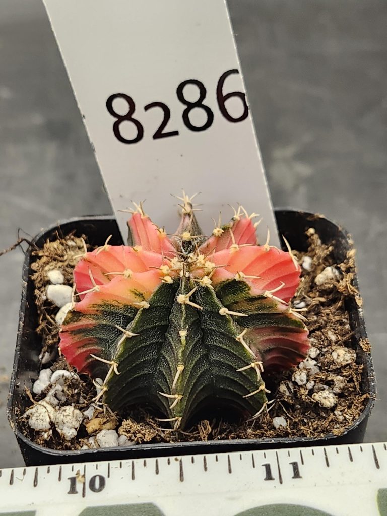 Gymnocalycium Mihanovichii Variegated Cactus Pink and Almost Black Purple #8286 in 2" Pot - Image 3