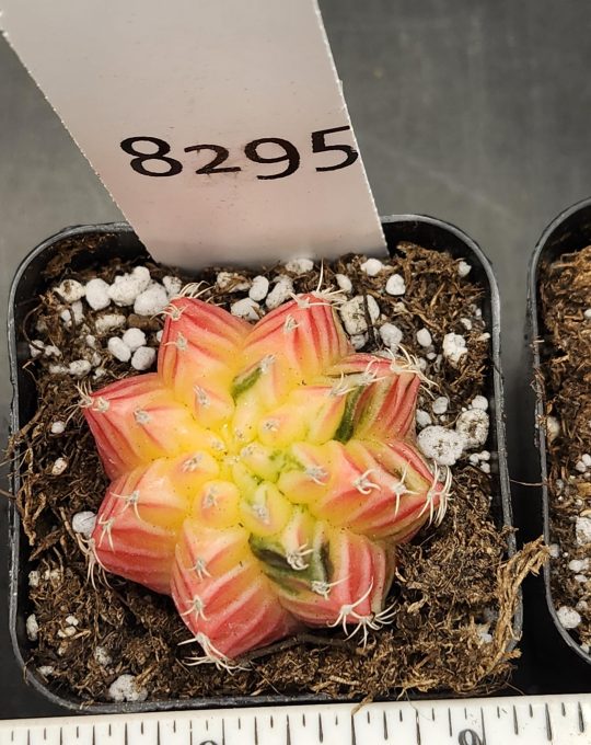 Gymnocalycium Mihanovichii Variegated Cactus Deep Pink Yellow Ombre with Green Spots  #8295 in 2" Pot