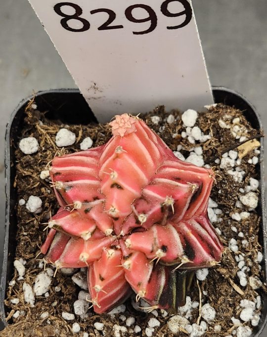 Gymnocalycium Mihanovichii Variegated Cactus Pretty in Pink With White Cheverons #8299 in 2" Pot