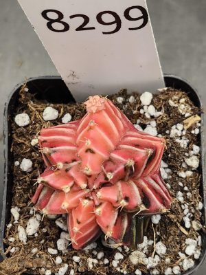 Gymnocalycium Mihanovichii Variegated Cactus Pretty in Pink With White Cheverons #8299 in 2" Pot