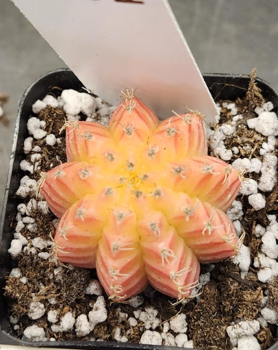 Gymnocalycium Mihanovichii Variegated Cactus Light Yellow with A Tad of Pink #261 in 2" Pot