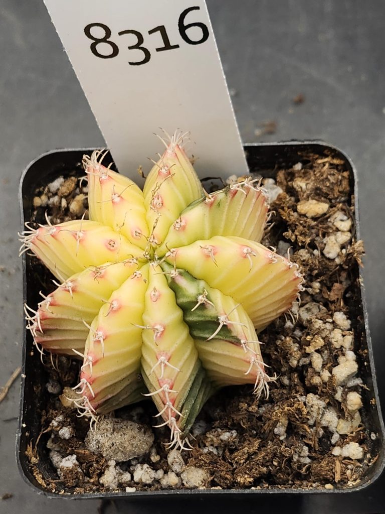 Gymnocalycium Mihanovichii Variegated Cactus Full Bright Light Yellow with Green #8316 in 2.75" Pot