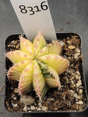 Gymnocalycium Mihanovichii Variegated Cactus Full Bright Light Yellow with Green #8316 in 2.75" Pot