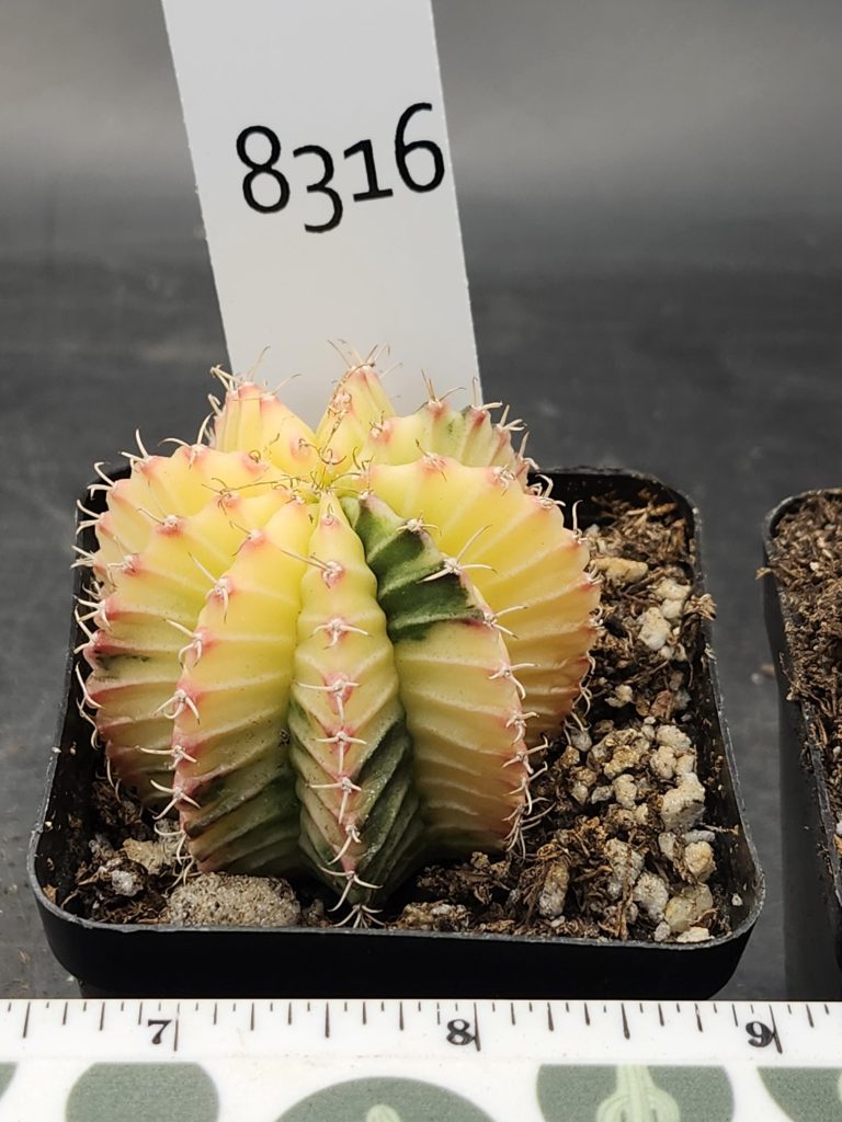 Gymnocalycium Mihanovichii Variegated Cactus Full Bright Light Yellow with Green #8316 in 2.75" Pot - Image 3