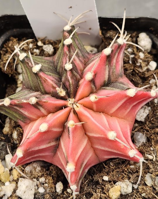 Gymnocalycium Mihanovichii Variegated Cactus Perfect Pink and Olive Green #8345 in 2.75" Pot