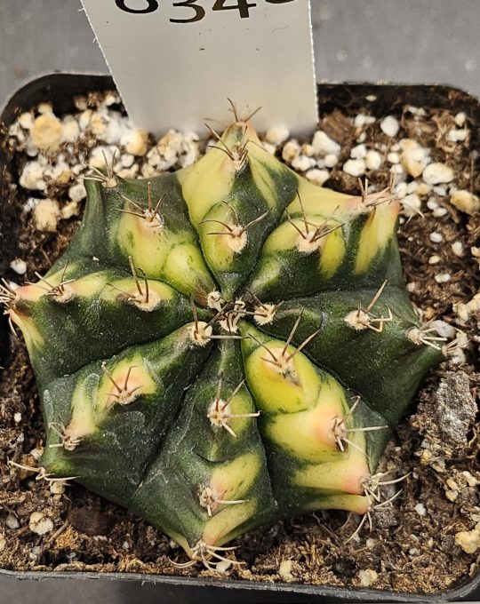 Gymnocalycium Mihanovichii Variegated Cactus Full Deep Green with Yellow on the Tips #8348 in 3" Pot