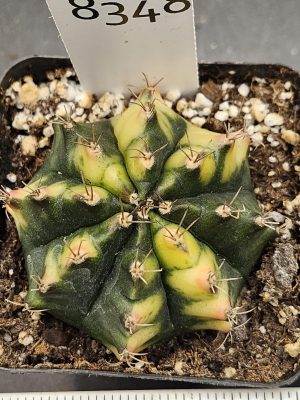 Gymnocalycium Mihanovichii Variegated Cactus Full Deep Green with Yellow on the Tips #8348 in 3" Pot