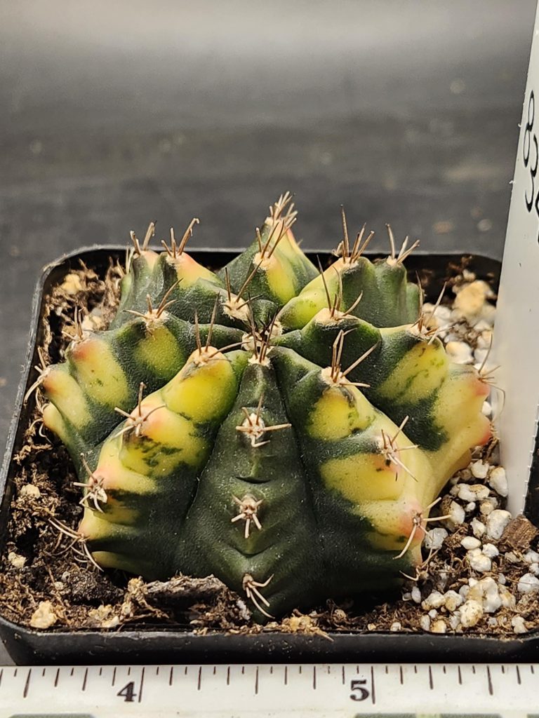 Gymnocalycium Mihanovichii Variegated Cactus Full Deep Green with Yellow on the Tips #8348 in 3" Pot - Image 2