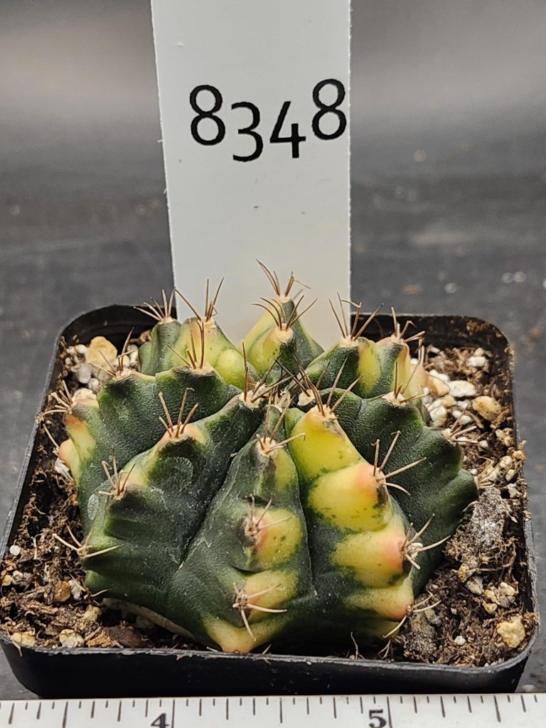 Gymnocalycium Mihanovichii Variegated Cactus Full Deep Green with Yellow on the Tips #8348 in 3" Pot - Image 3