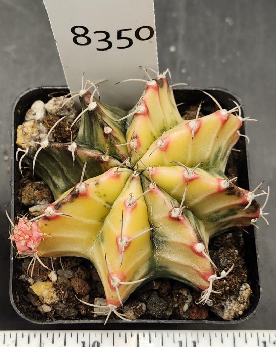 Gymnocalycium Mihanovichii Variegated Cactus Yellow Green with a Pink Pup #8350 in 2.75" Pot