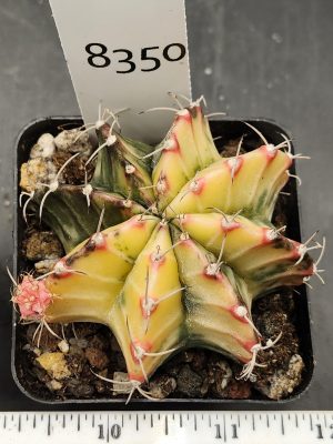 Gymnocalycium Mihanovichii Variegated Cactus Yellow Green with a Pink Pup #8350 in 2.75" Pot
