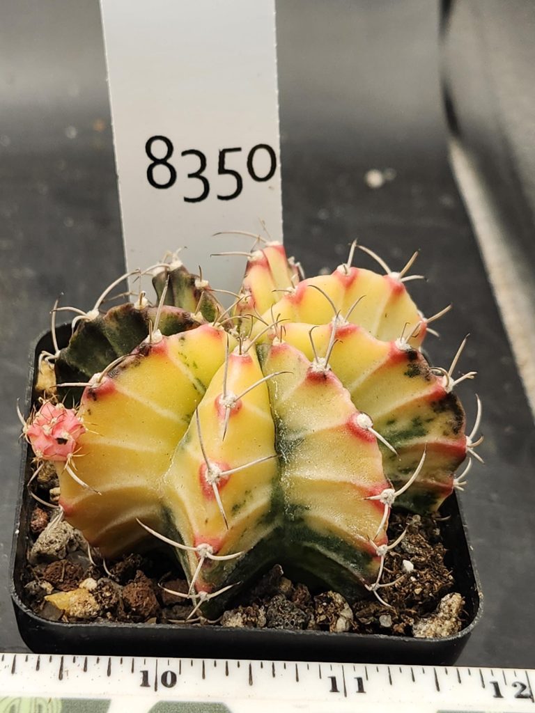 Gymnocalycium Mihanovichii Variegated Cactus Yellow Green with a Pink Pup #8350 in 2.75" Pot - Image 3