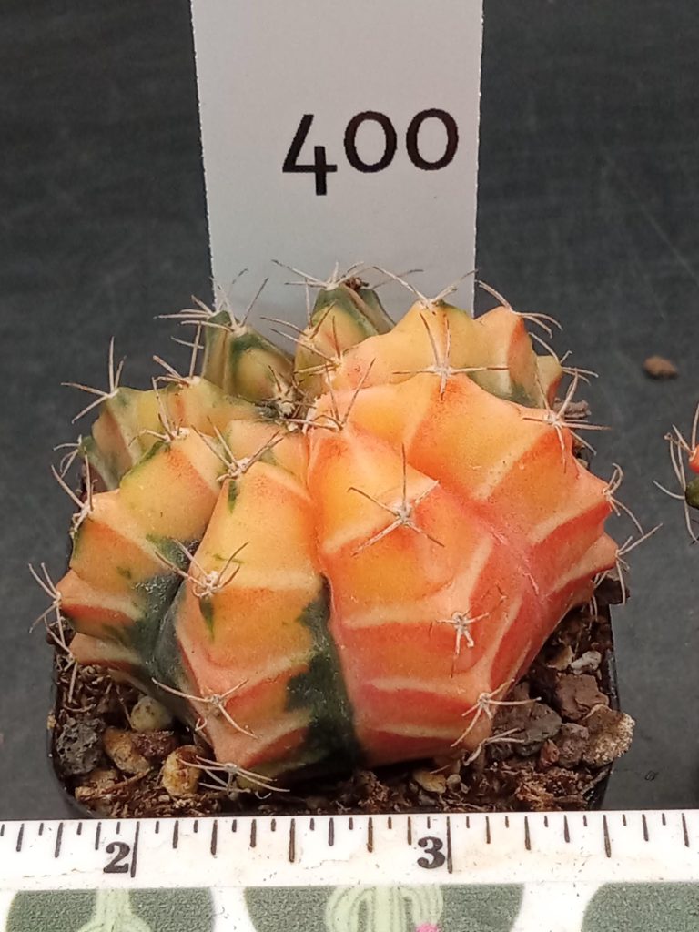 Gymnocalycium Mihanovichii Beautiful Orangey Melon Like Varigated Cactus #400 - Image 3