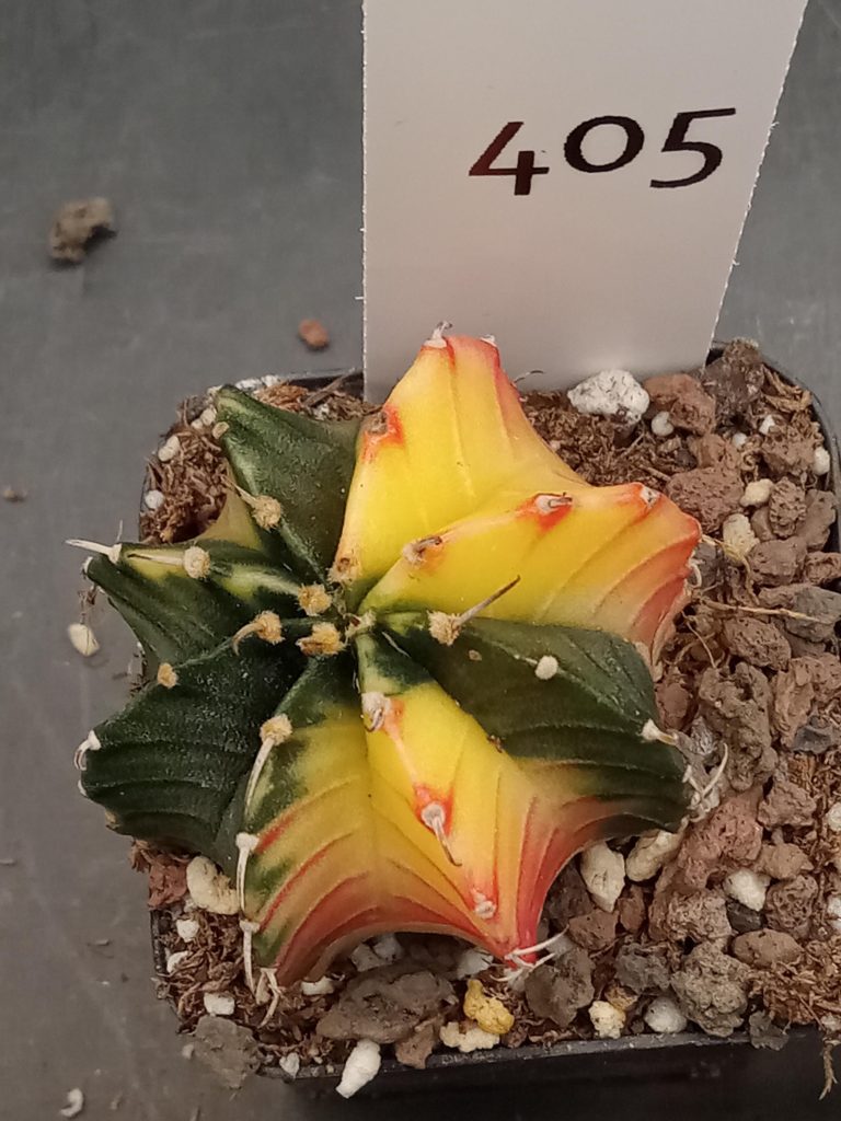 Gymnocalycium Mihanovichii Bright Yellow with Pink and Deep Dark Pink Varigated Cactus #405 - Image 2