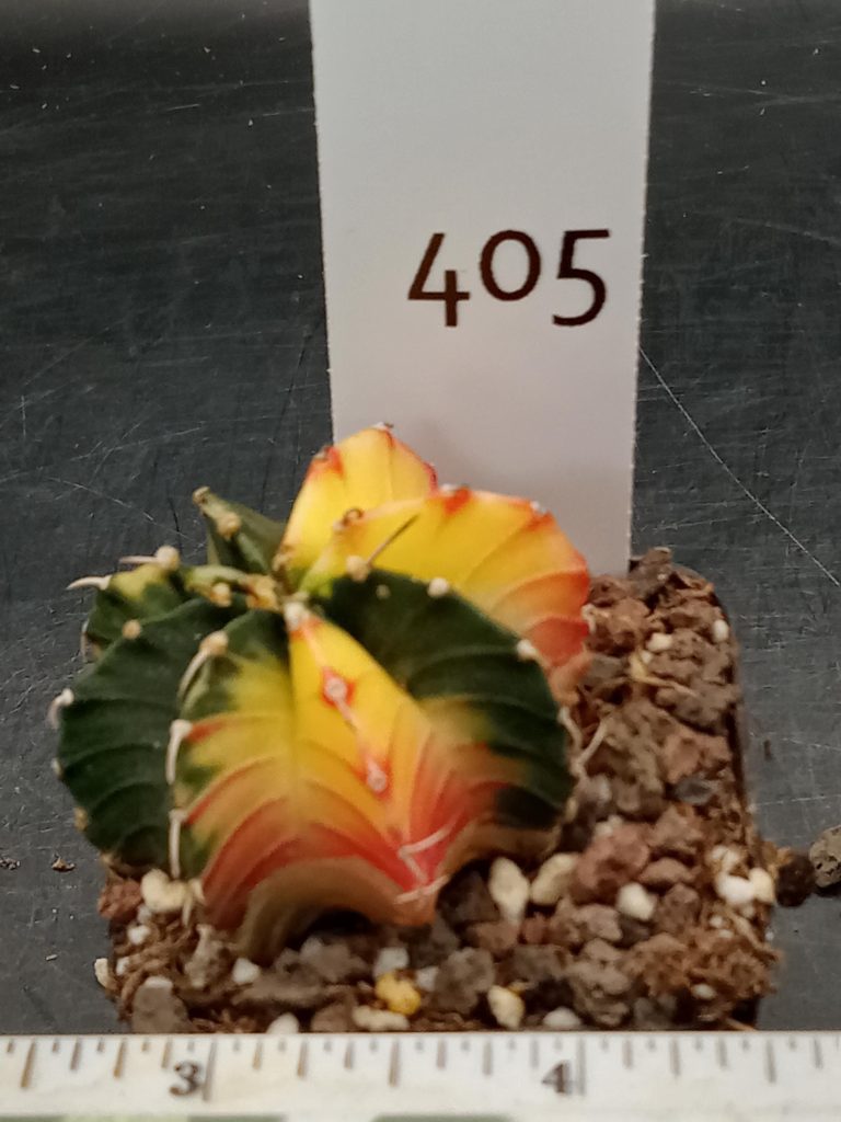 Gymnocalycium Mihanovichii Bright Yellow with Pink and Deep Dark Pink Varigated Cactus #405 - Image 3