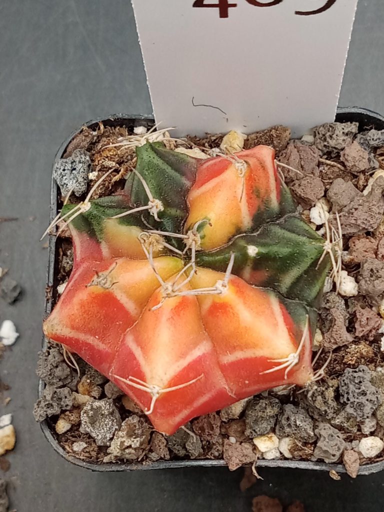 Gymnocalycium Mihanovichii Bright Orange With White Cheverons Varigated Cactus #409