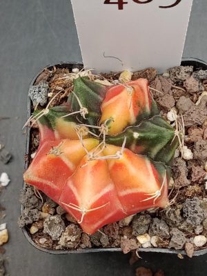 Gymnocalycium Mihanovichii Bright Orange With White Cheverons Varigated Cactus #409