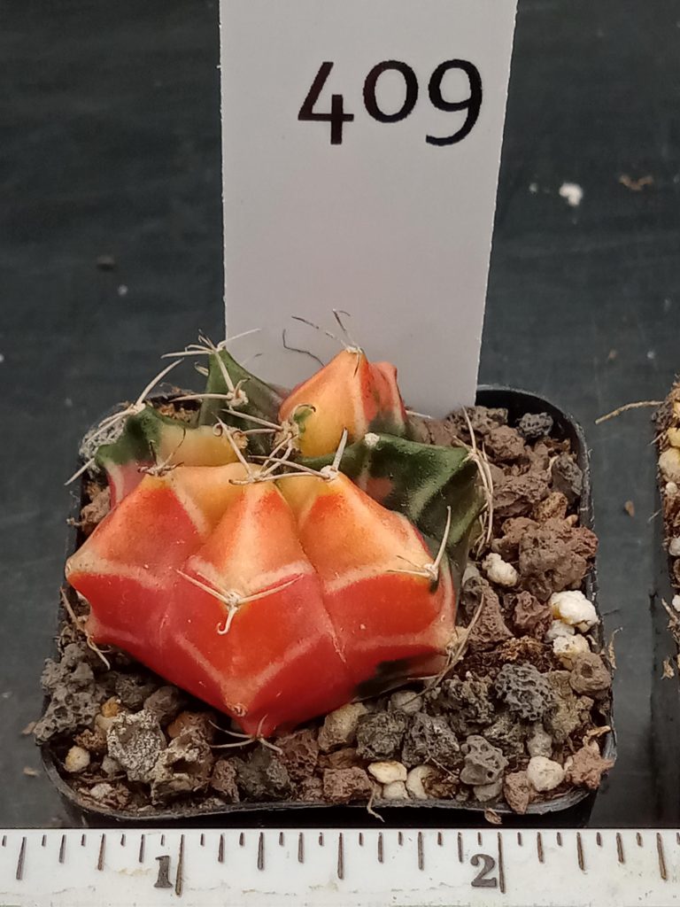 Gymnocalycium Mihanovichii Bright Orange With White Cheverons Varigated Cactus #409 - Image 3