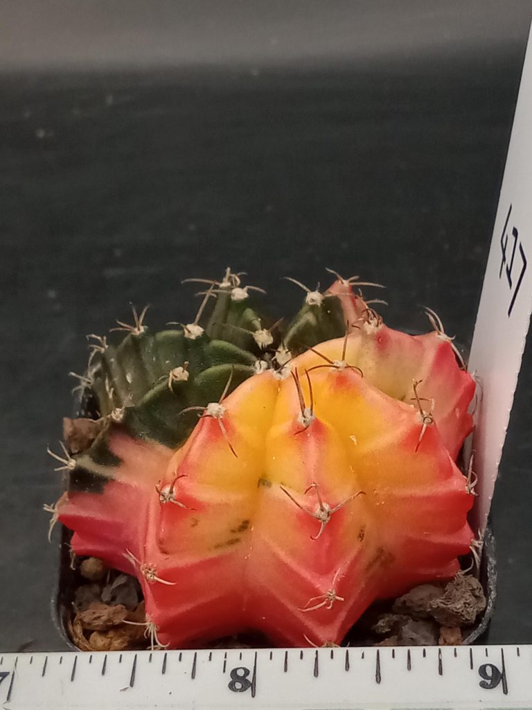 Gymnocalycium Mihanovichii Beautiful Varigated Cactus With Uniform Deep Green Spot #417 - Image 2