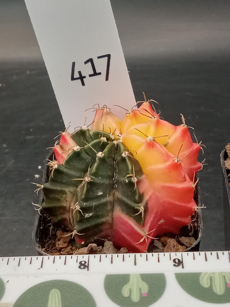 Gymnocalycium Mihanovichii Beautiful Varigated Cactus With Uniform Deep Green Spot #417 - Image 3