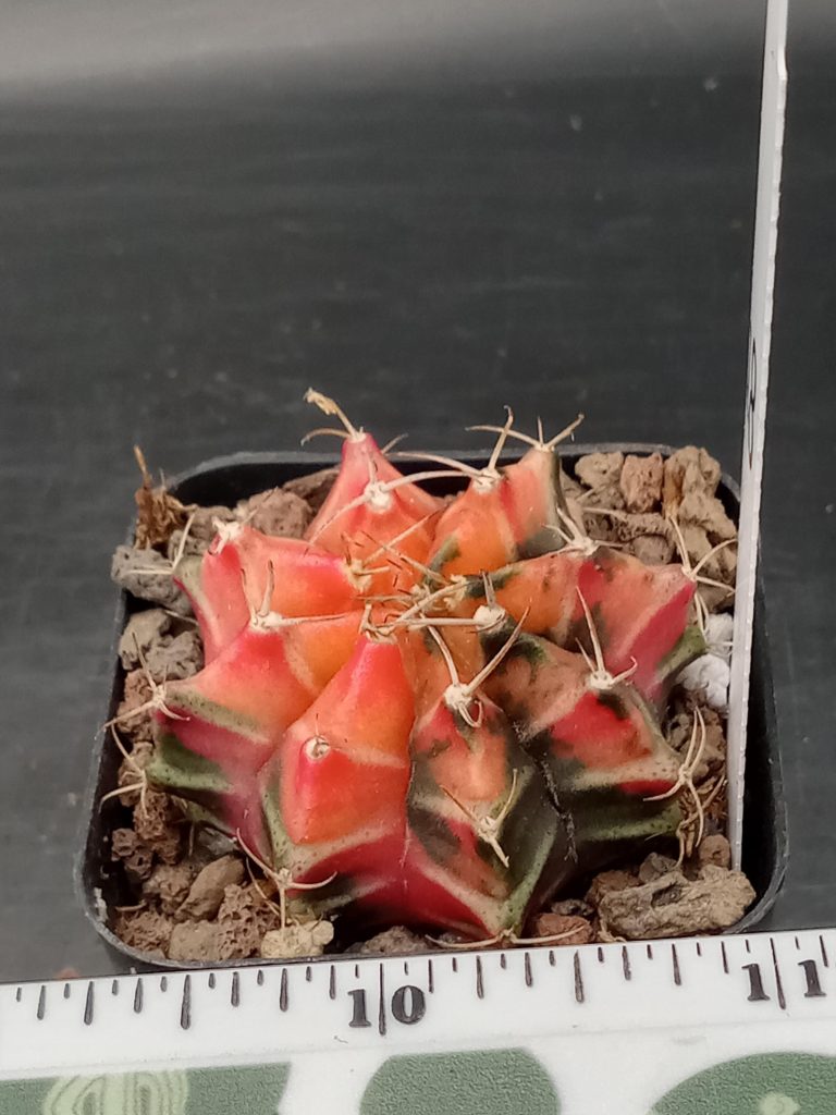 Gymnocalycium Mihanovichii Pretty In Pink Styled Varigated Cactus #418 - Image 2