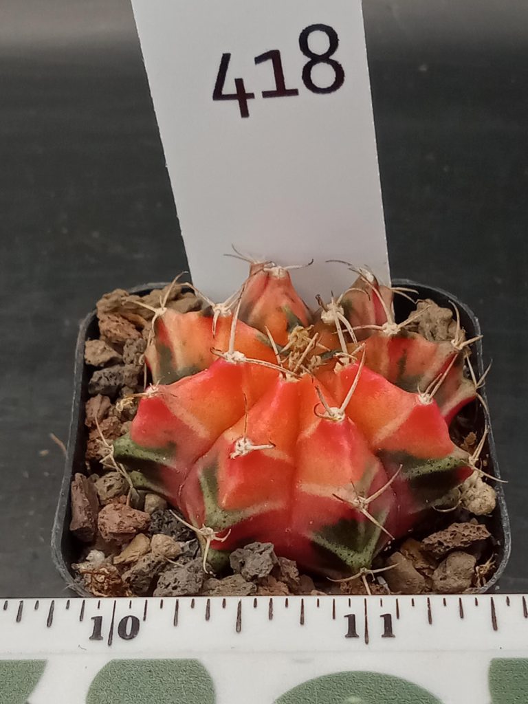Gymnocalycium Mihanovichii Pretty In Pink Styled Varigated Cactus #418 - Image 3