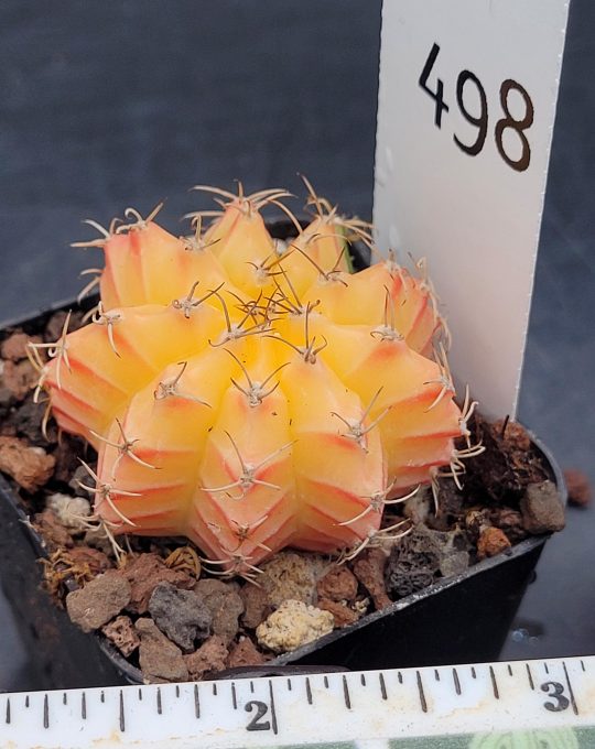 Gymnocalycium Mihanovichii Yellow with Pink Cheverons Varigated Cactus #498