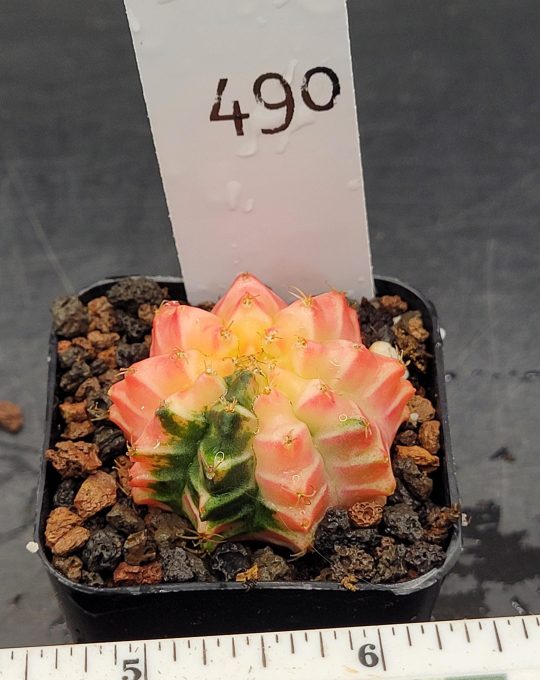 Gymnocalycium Mihanovichii Variegated Cactus Pink Jelly Style #490 in 2" Pot