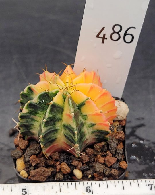 Gymnocalycium Mihanovichii Variegated Cactus Yellow With Green Takeover Splatter #486 in 2" Pot