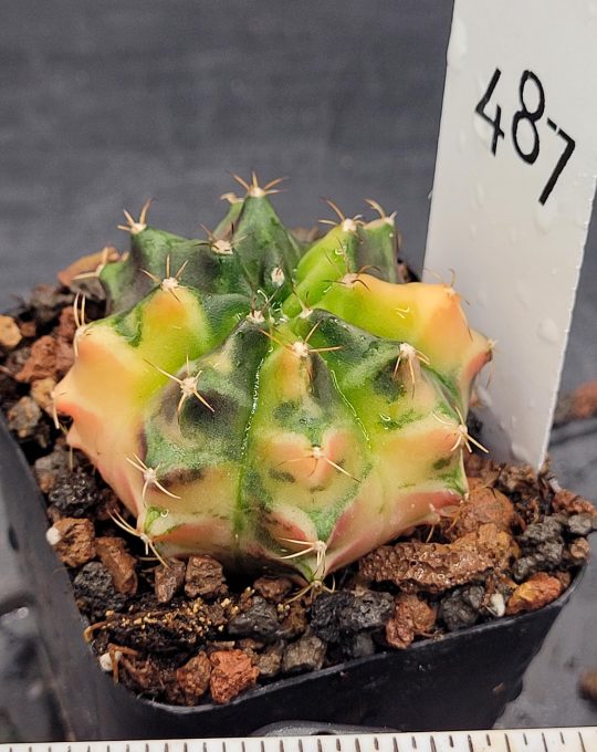 Gymnocalycium Mihanovichii Variegated Cactus Bright Light Green With Slight Yellow #487 in 2" Pot