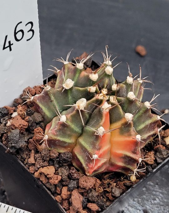 Gymnocalycium Mihanovichii Variegated Cactus Dark Purpelish Green Slight Bright Colors #463 in 2.75" Pot