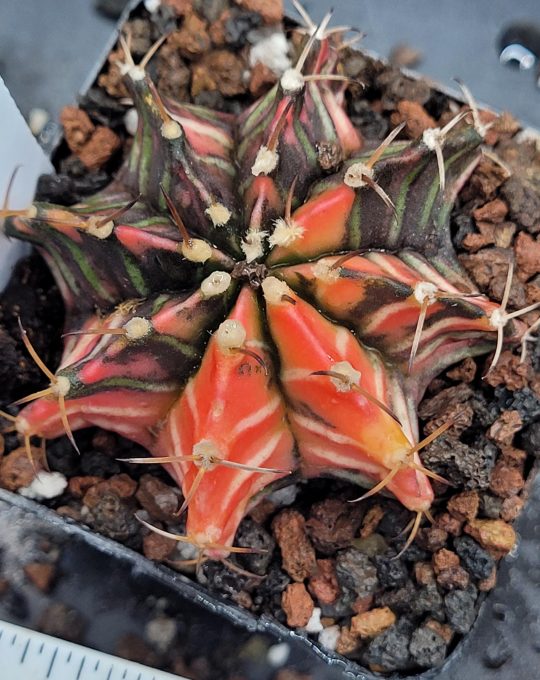 Gymnocalycium Mihanovichii Variegated Cactus Deep Gothic Red and Blackish Coloring #465 in 2.75" Pot