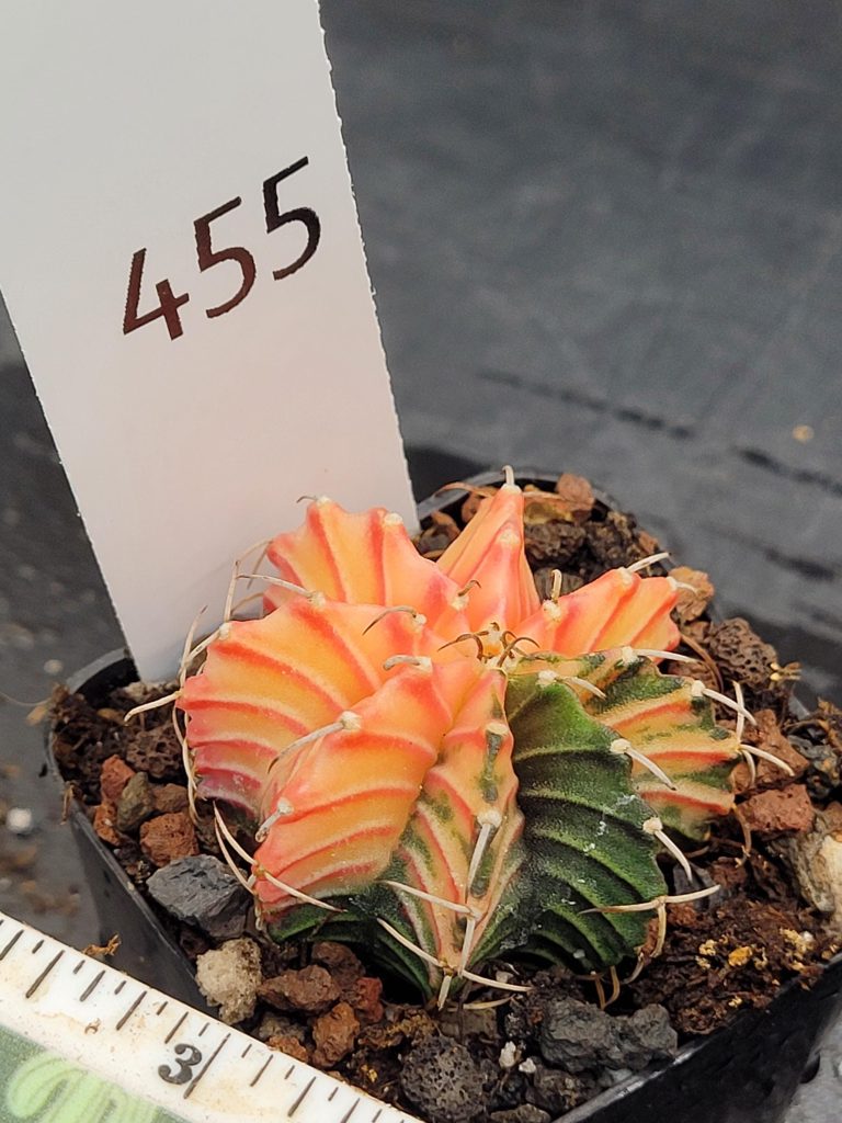 Gymnocalycium Mihanovichii Variegated Cactus Light and Dark Pink Mix With Solid Green Rib #455 in 2" Pot - Image 3