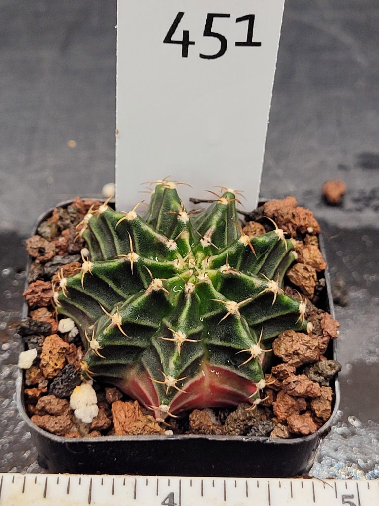 Gymnocalycium Mihanovichii Variegated Cactus Full Color Deep Forest Tree Green, Slight Pink Bottom#451 in 2.75" Pot - Image 2