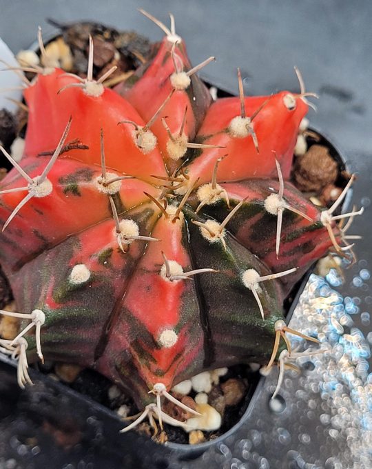 Gymnocalycium Mihanovichii Variegated Cactus Super Bright Eyecatching Red And Dark Splotches #448 in 2" Pot