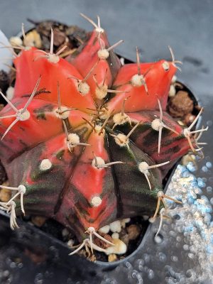 Gymnocalycium Mihanovichii Variegated Cactus Super Bright Eyecatching Red And Dark Splotches #448 in 2" Pot
