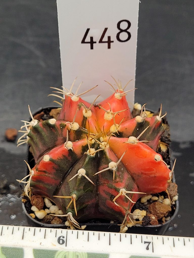 Gymnocalycium Mihanovichii Variegated Cactus Super Bright Eyecatching Red And Dark Splotches #448 in 2" Pot - Image 2