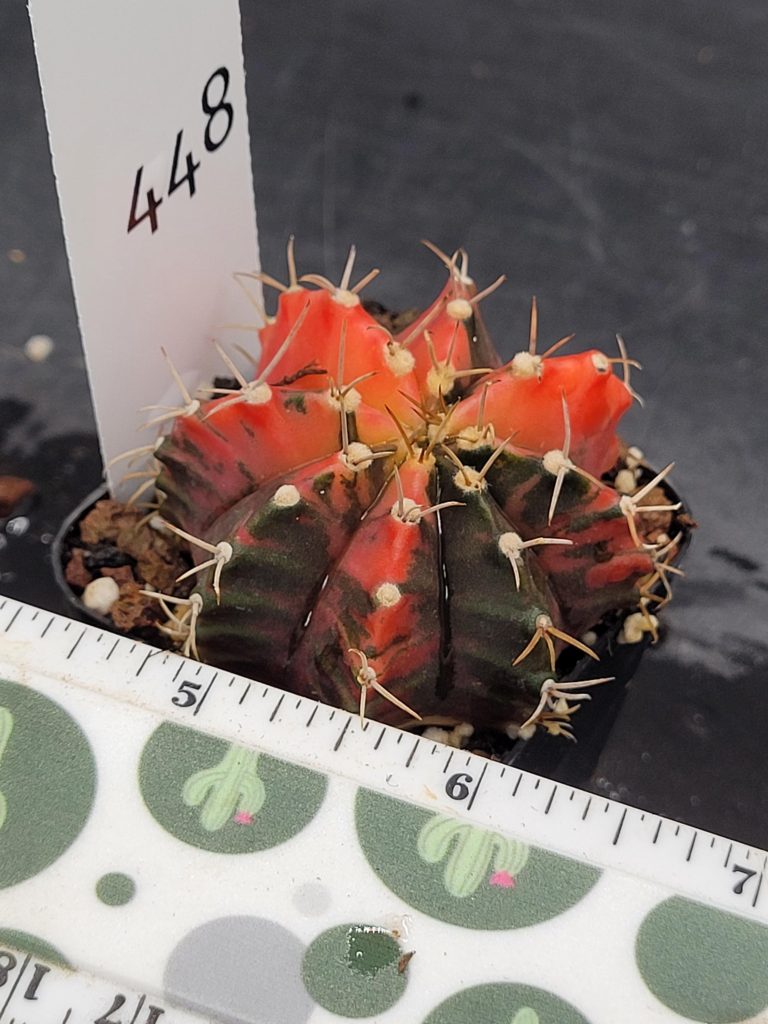 Gymnocalycium Mihanovichii Variegated Cactus Super Bright Eyecatching Red And Dark Splotches #448 in 2" Pot - Image 4