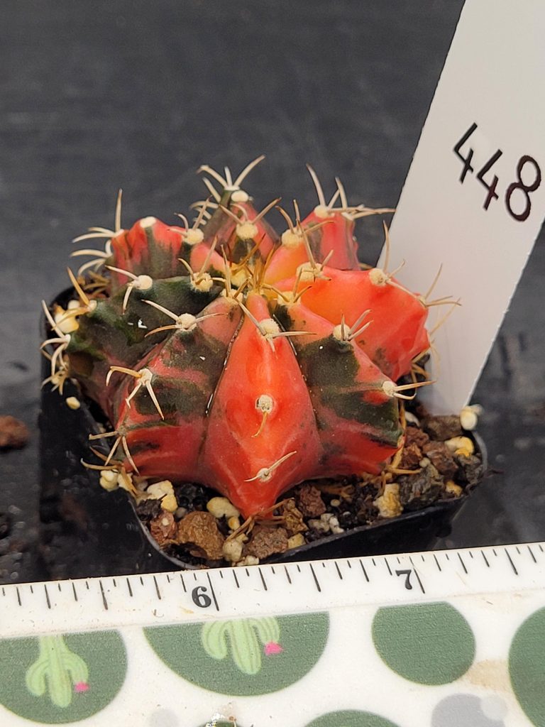 Gymnocalycium Mihanovichii Variegated Cactus Super Bright Eyecatching Red And Dark Splotches #448 in 2" Pot - Image 3