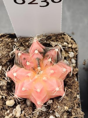 Gymnocalycium Mihanovichii Variegated Cactus Unique Beautiful Pink And Purple Cactus #8230 in 2" Pot