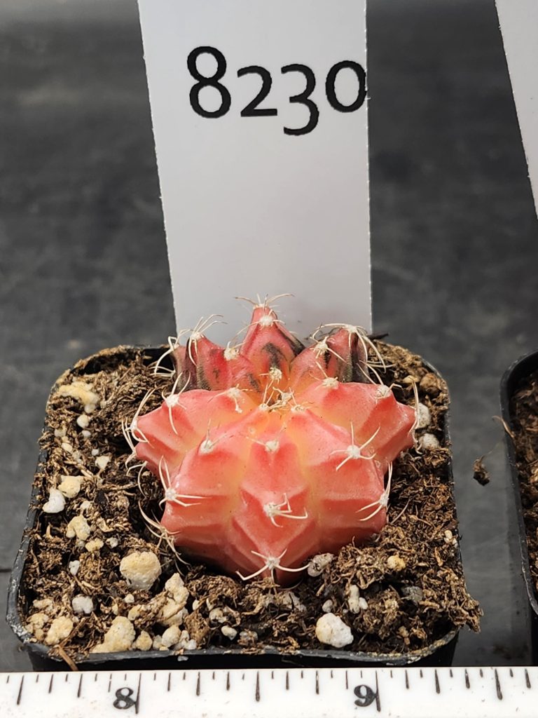 Gymnocalycium Mihanovichii Variegated Cactus Unique Beautiful Pink And Purple Cactus #8230 in 2" Pot - Image 3