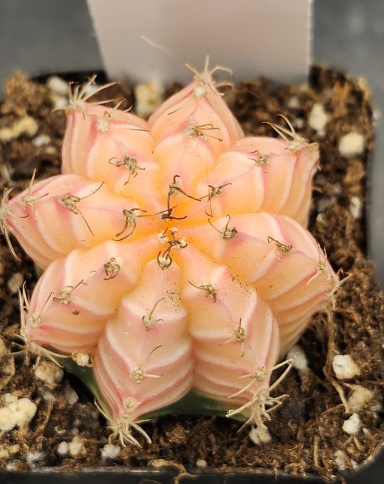 Gymnocalycium Mihanovichii Variegated Cactus Almost White Pink Tall Style Cactus #8233 in 2" Pot