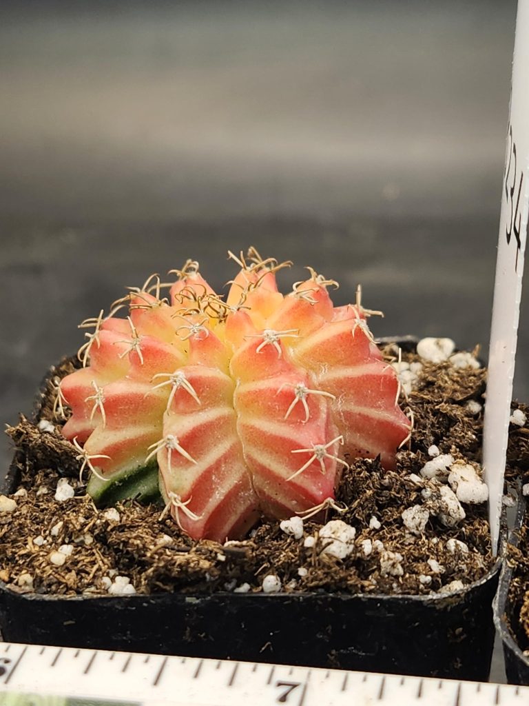 Gymnocalycium Mihanovichii Variegated Cactus Light Pink Sun #8234 in 2" Pot - Image 2